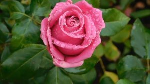 13=11=2025  уни  ПВН  (110)