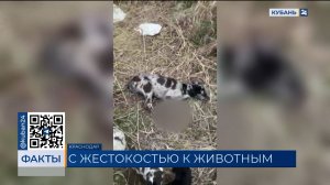 До пяти лет лишения свободы грозит предполагаемому отравителю собак в Краснодаре