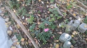 Начинаю делать грядки из шифера. Немного череночника