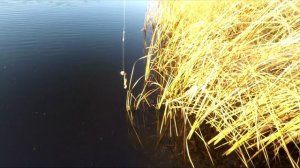 Две рыбалки в середине ноября