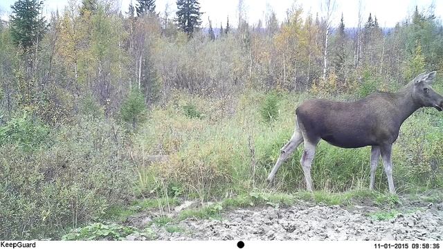 Югыд ва, лось