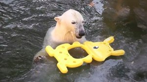 Медвежата Белка и Стрелка. Самая смелая сестренка спасает игрушки из ледяного плена.