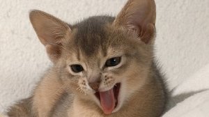 ПОРОДА КОШЕК : Мелкие