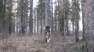 ОХОТА НА КУНИЦУ КАПКАНАМИ  / Две удачные проверки.  Сезон 25-26г.