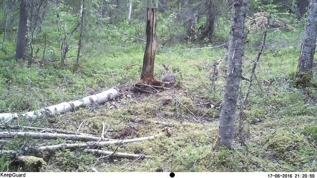 Югыд ва, зайцы