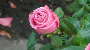 13=11=2025  уни  ПВН  (109)