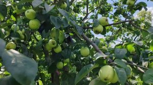 Аркад желтый - сорт яблони.