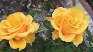 Вчера делала запеканку творожную , не получилась , не поднялась 😔