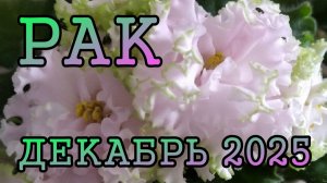 РАК таро прогноз на ДЕКАБРЬ 2025 года.