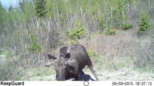 Югыд ва, лось