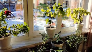 И ни капельки не страшно🫣 Загляделась так, что распускаю😆