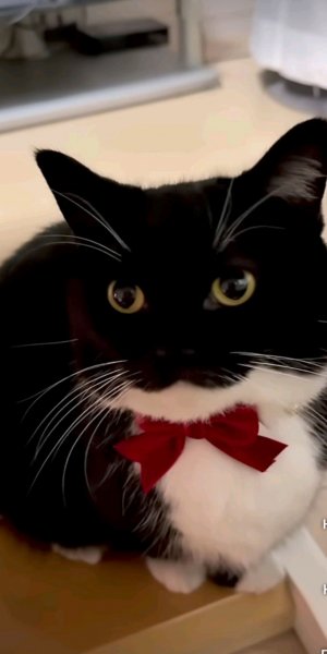 играю в слоп сакен