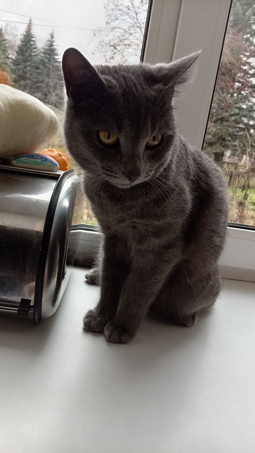 Кошки-мышки... С натуры