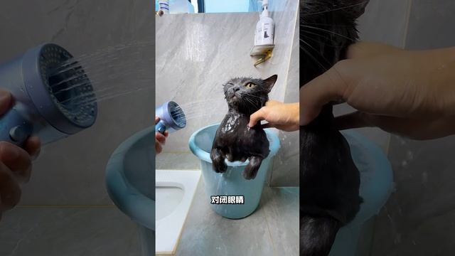 Кот, любящий купаться, чудо природы