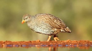 МУЗЫКА ДЛЯ РЕЛАКСАЦИИ