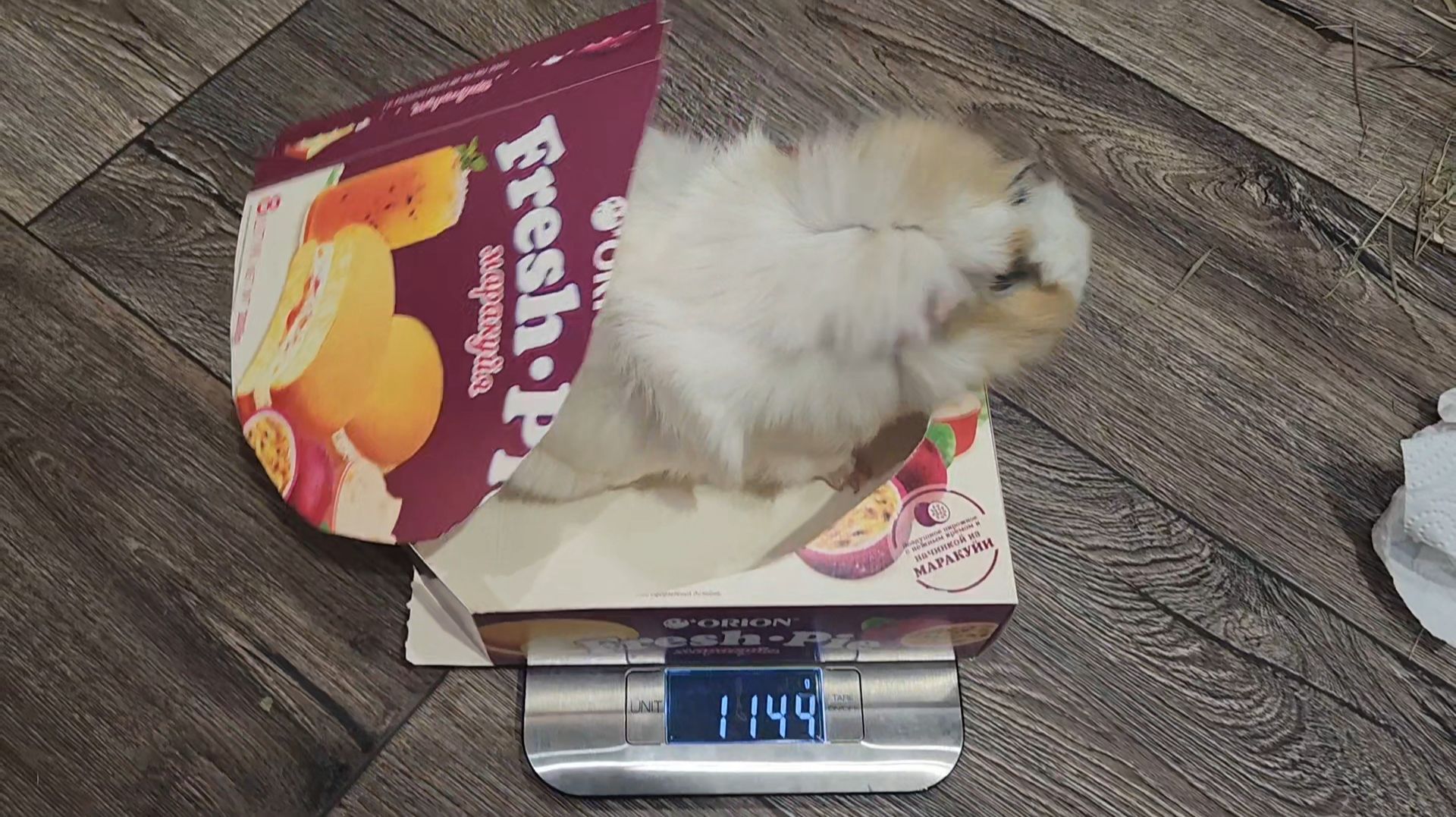 Новый вес морских свинок Улли и Пулли ⚖️ 🐗