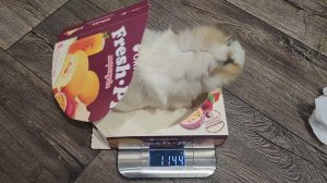 Новый вес морских свинок Улли и Пулли ⚖️ 🐗