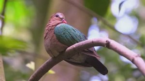 УСПОКАИВАЮЩАЯ И РАССЛАБЛЯЮЩАЯ МУЗЫКА ДЛЯ ДУШИ И СНА