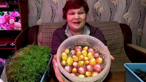 🌱🧅СУПЕР СПОСОБ ВЫРАЩИВАНИЯ ЛУКА БЕЗ ЗЕМЛИ!!