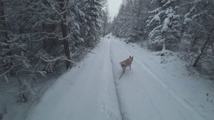 Охота с лайками в ноябре. Тайга. Красноярский край.