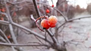 И УДАРИЛ ПЕРВЫЙ МОРОЗ...