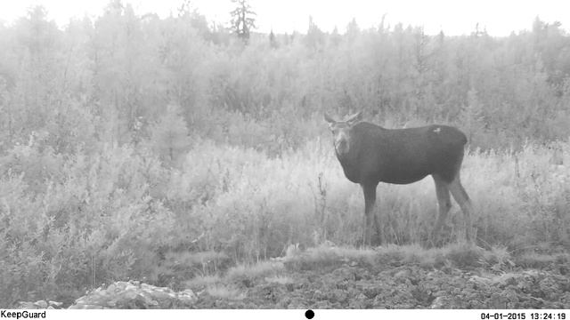 Югыд ва, лось