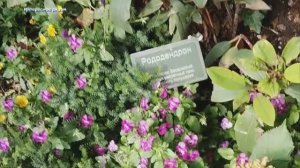 Красивый ботанический сад ❤️