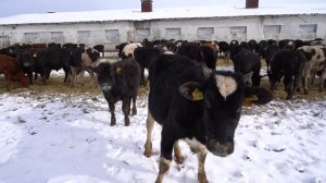 КФХ «Комарова»: трупы животных и антисанитария в коровниках привели фермера под суд