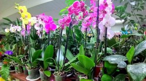 ЖИВОЙ УГОЛОК