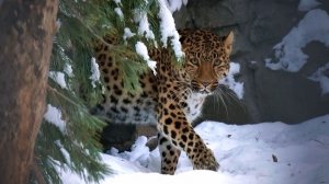 Самый осторожный леопард по имени Нала, Хлоя и ее сосед Кадрон.