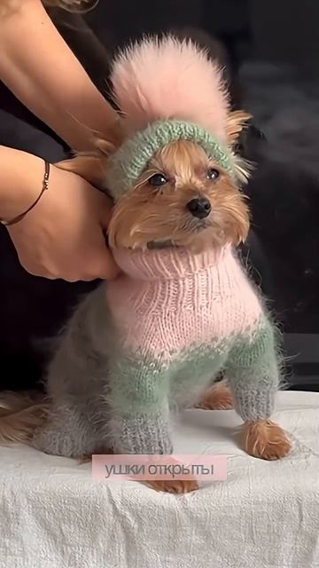 Теплый костюм для собаки 🐶 #одеждадлясобак #ранетка #clothesfordog смотреть онлайн