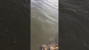 Наш дальний водоем пополнился партией трофейной щуки. 🐟