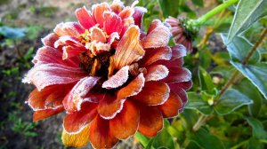 Первый заморозок