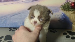 #цена 50 тр #белолиловый МИНИ Барин #купитьщенкачихуахуапродаю +79215950848