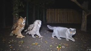 Забавные котики!