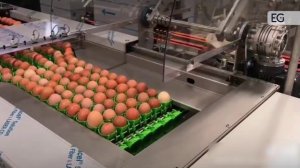 Станок для фасовки куриных яиц в коррексную упаковку JY-20