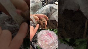 Список пионов , которые можно заказать ! Совместная закупка . Пионы