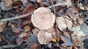 Поход за грибами рядовка или серушка 15 ноября 2025 года