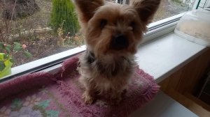 Фея охраняет тортик