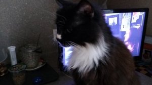 Кому на Руси жить хорошо 😃🙋♥️Кошка Тушь.