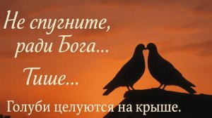 Голуби целуются на крыше! Cover! Новый Шансон 2025