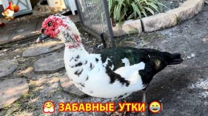 Забавные утки мускусные и пекинские на свободном выгуле со своими друзьями ч.(287) ❣️🤗😂