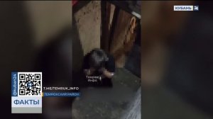 На Кубани грозивший запереть сына в подвале мужчина объяснил свое поведение