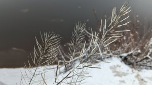 Спокойная музыка для отдыха и релакса . Фоновая музыка . Зимнее настроение . Природа.