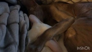 В тихий час …