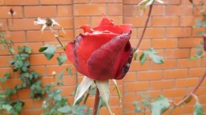 13=11=2025  уни  ПВН  (107)