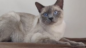 Меконгский бобтейл на 31-й выставке кошек PCA 15-16 ноября 2025г