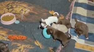 Развиваем мышление щенков 17/11/25 #цены от 50 тр #купитьчихуахуапродаю +79215950848