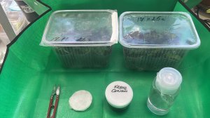 Купила новый коврик для работы с растениями, сразу захотелось черенковать Львиный зев и Вербену.