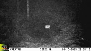 Охота рыси на кабаргу